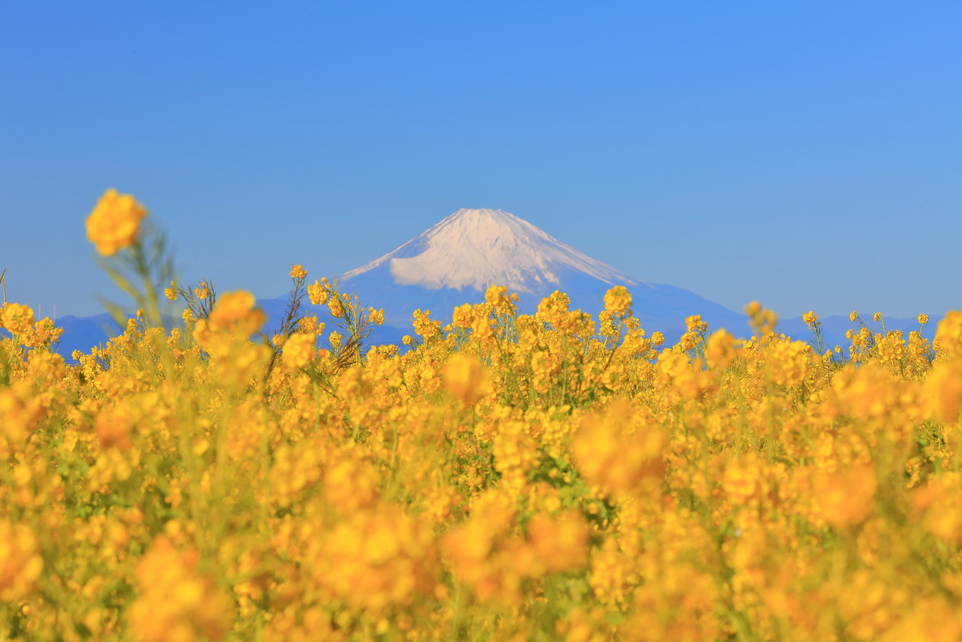 ソレイユの丘の菜の花畑と富士山
