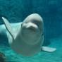 【名古屋港水族館チケット付き】 人気スポットで思い出づくり♪(朝食付) | ストリングスホテル 名古屋