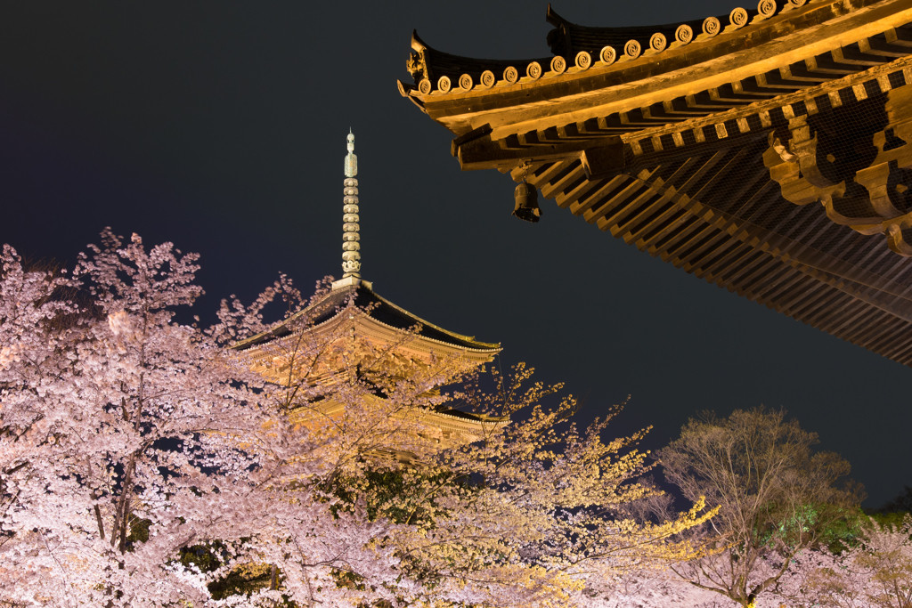 京都の開花予想日は2018年3月28日1557142