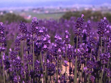 FURANO NATULUX HOTEL（富良野 ナチュラクス ホテル） / 5