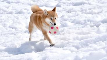 ペット同伴可 / 1