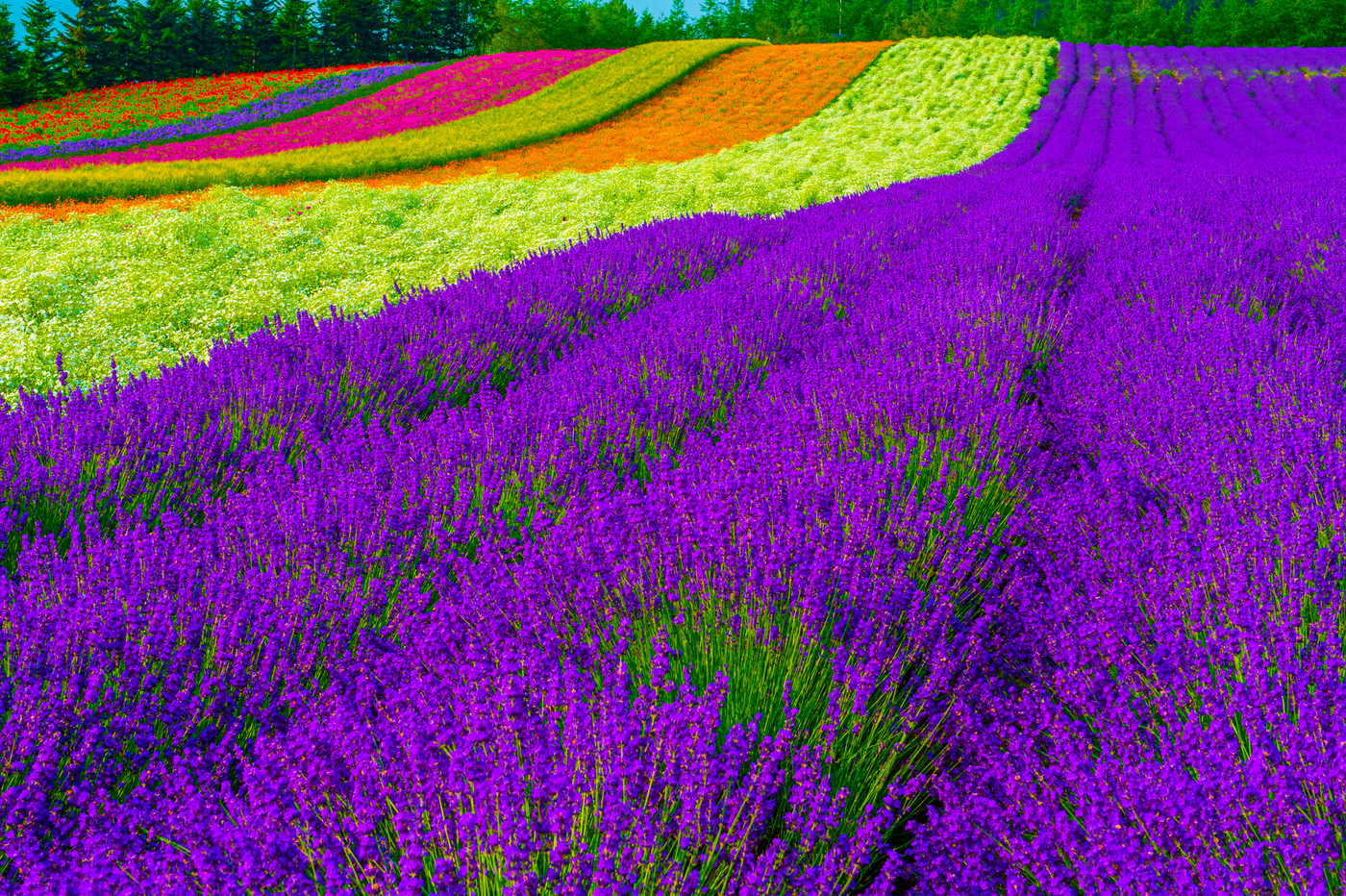 花と香りのラベンダー園ファーム富田