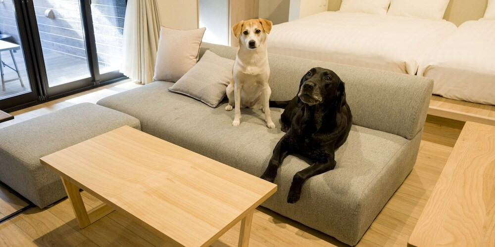 ペットと一緒に日光を楽しもう3933682