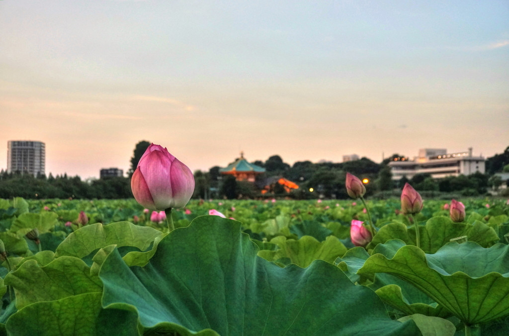 3. 上野恩賜公園1153056