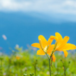 夏は高山植物の季節！『車山高原』ハイキングで自然を楽しもう！