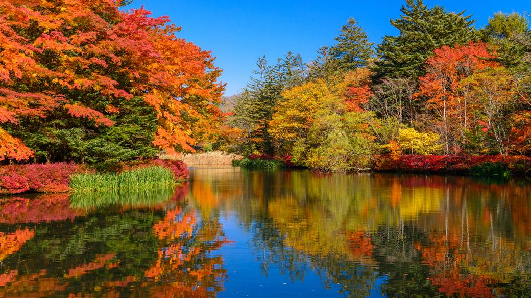 「雲場池」で
鮮やかな紅葉にうっとり / 1