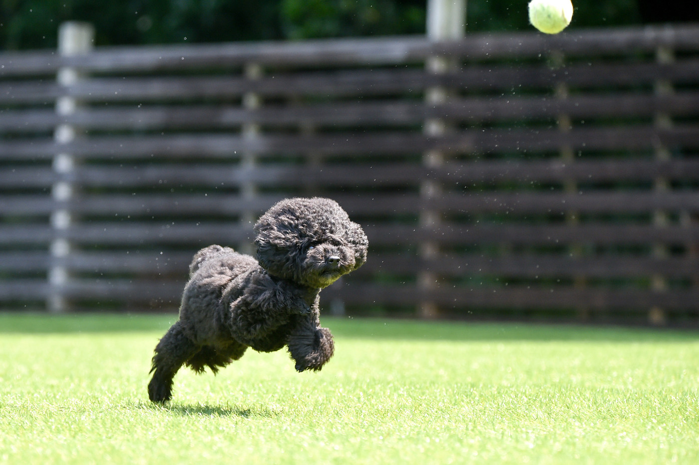 ドッグランで遊ぶトイプードル