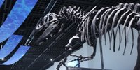 化石が数多く発見される北海道！化石を見ることができる博物館6選