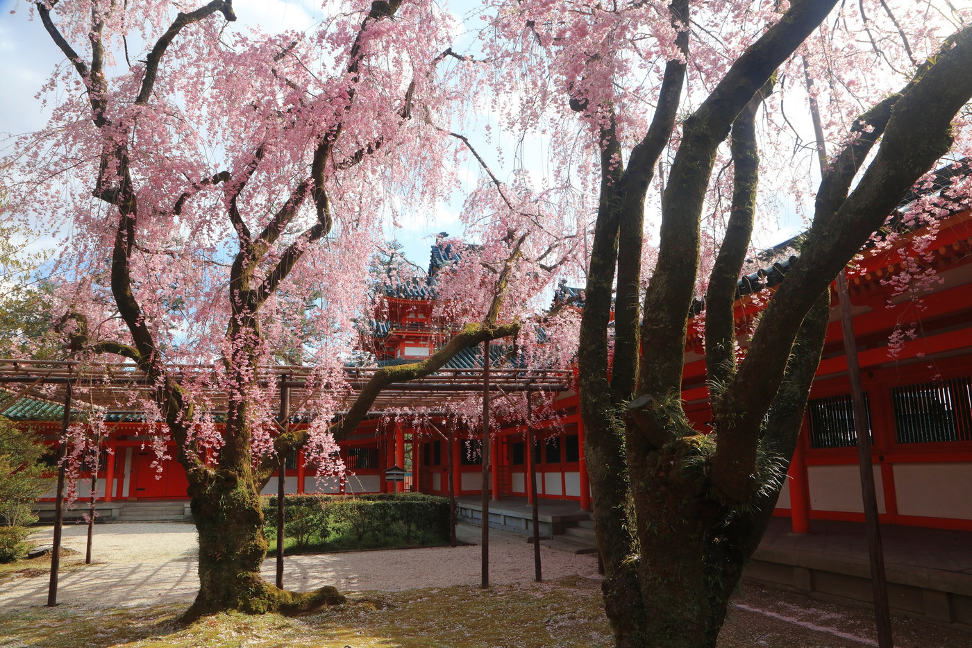 非公開エリアで特別に鑑賞できる、上品な桜2034432