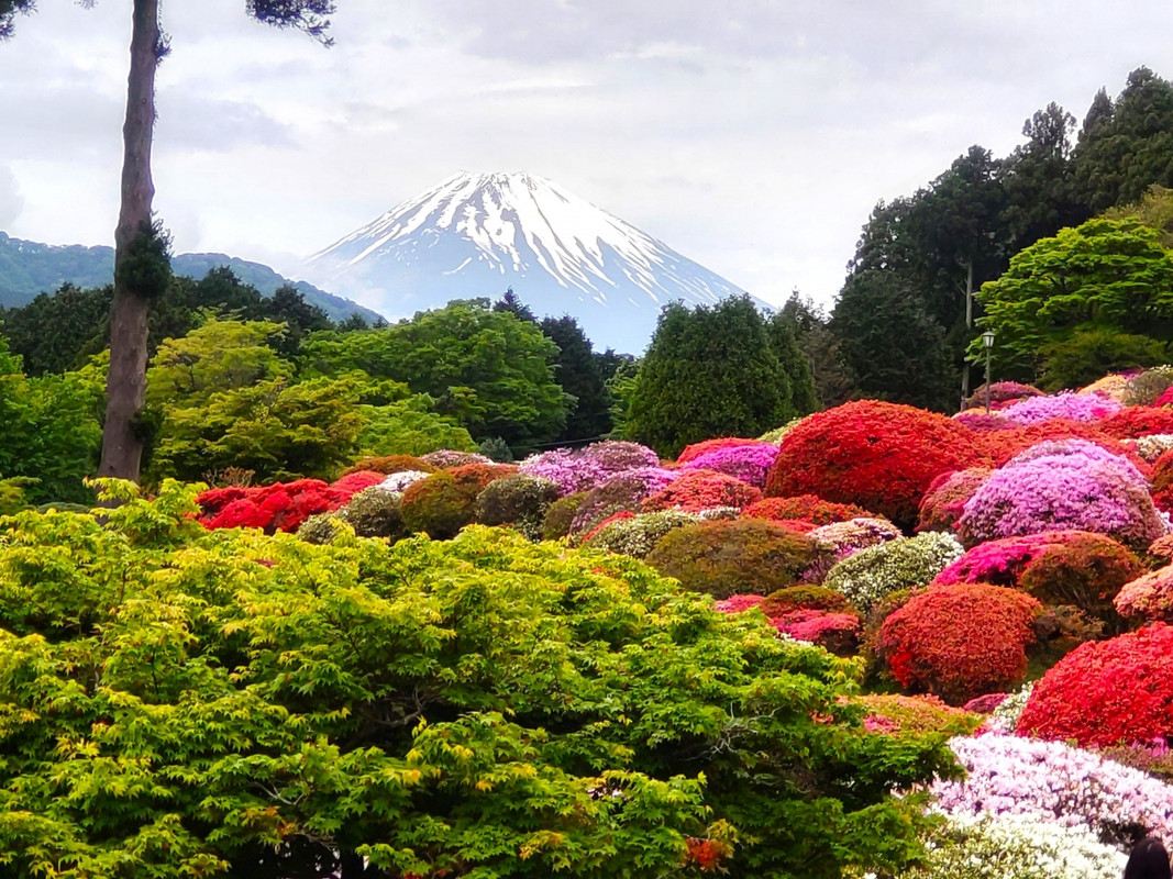 つつじ・しゃくなげフェア2024