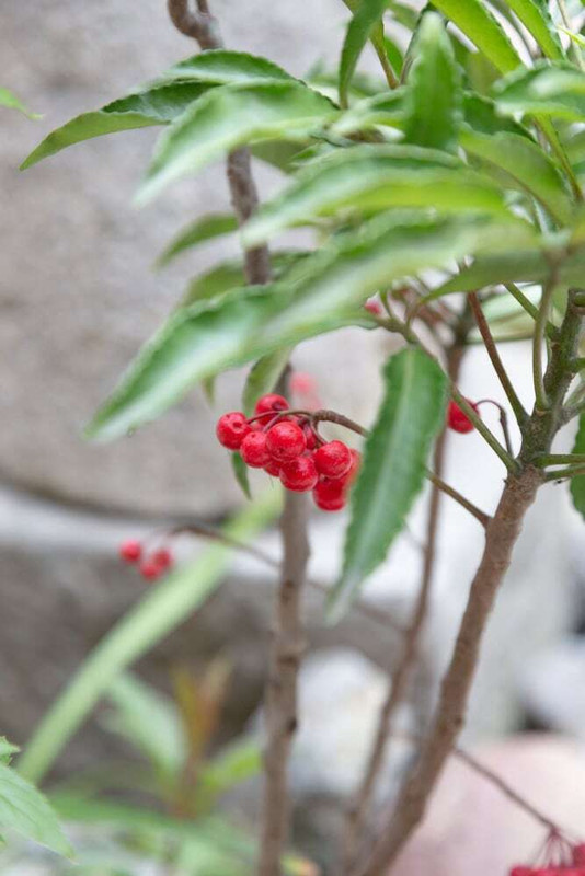 ガーデン ビュー