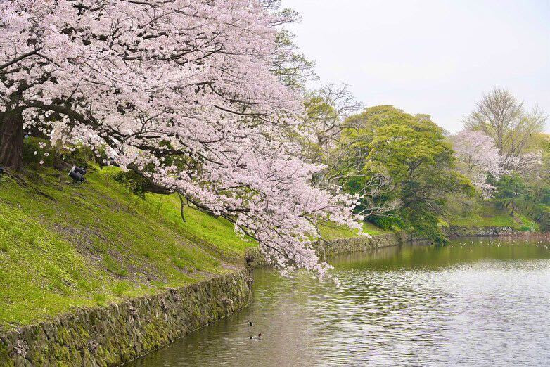 shqnqeさんの写真 / 1