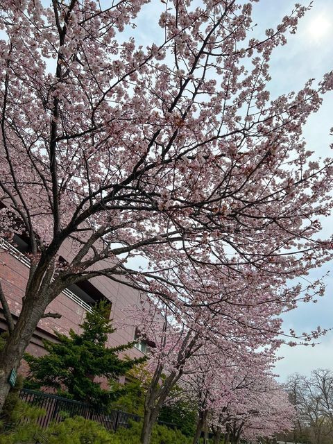 sapporo_gohanchaさんの写真 / 2