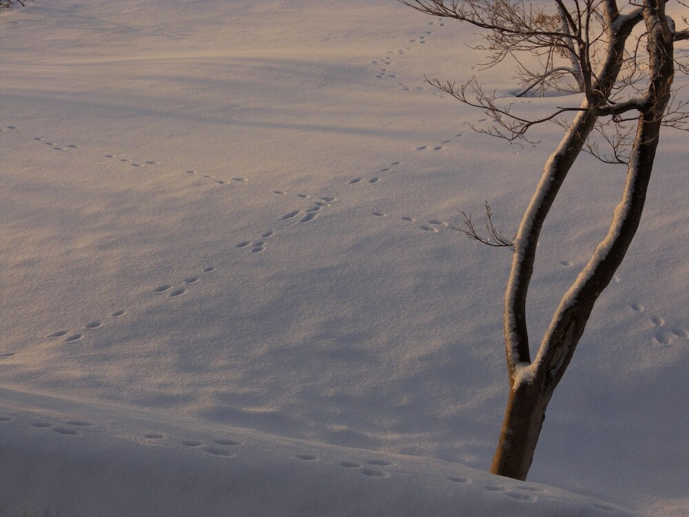 マウンテン ビュー