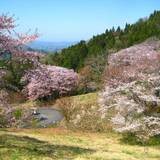 沓掛峠の山桜（くつかけとうげのやまざくら）