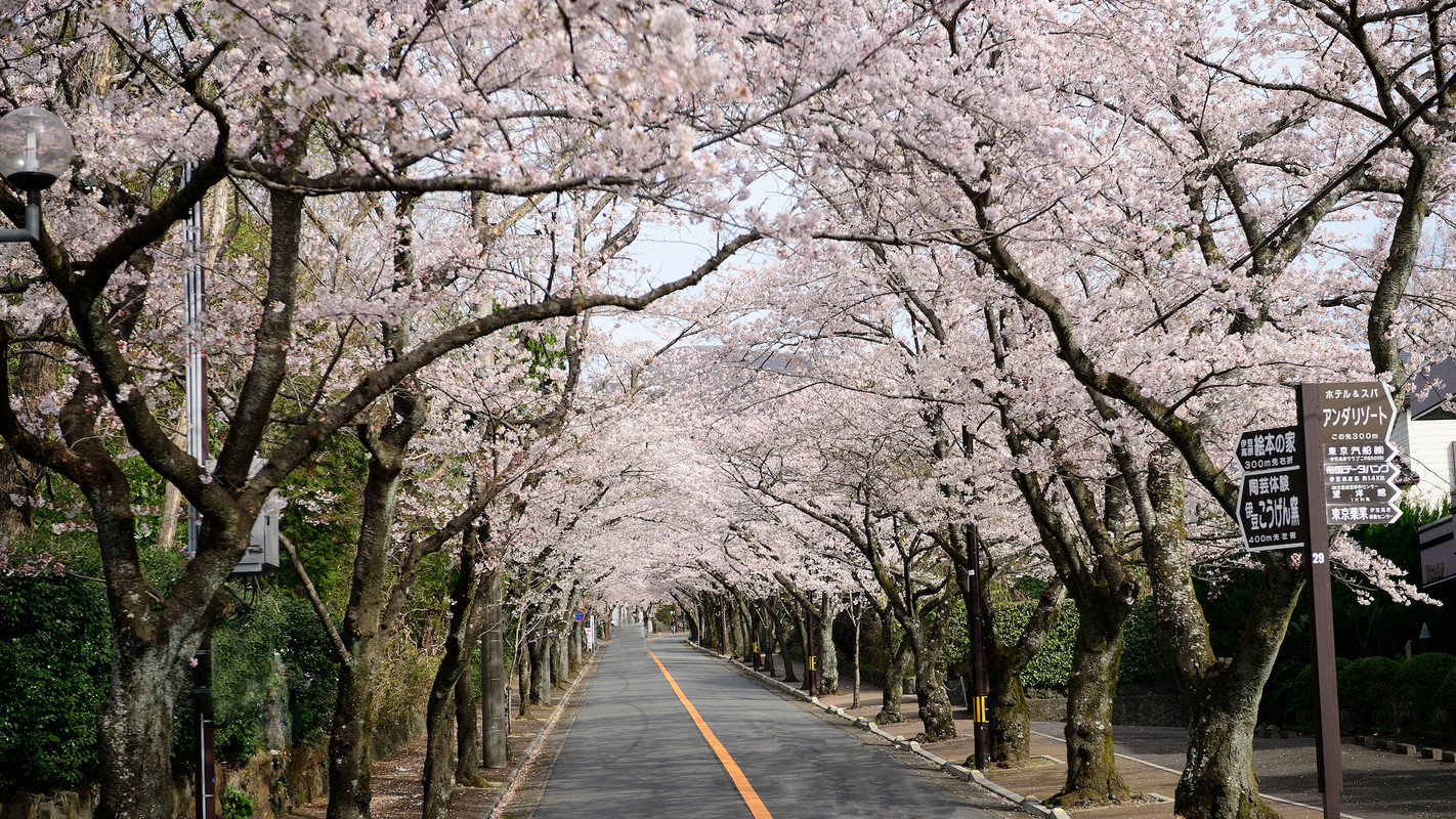 伊豆高原桜並木
