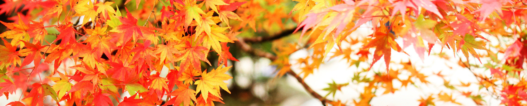 【2017年版】秋の紅葉特集