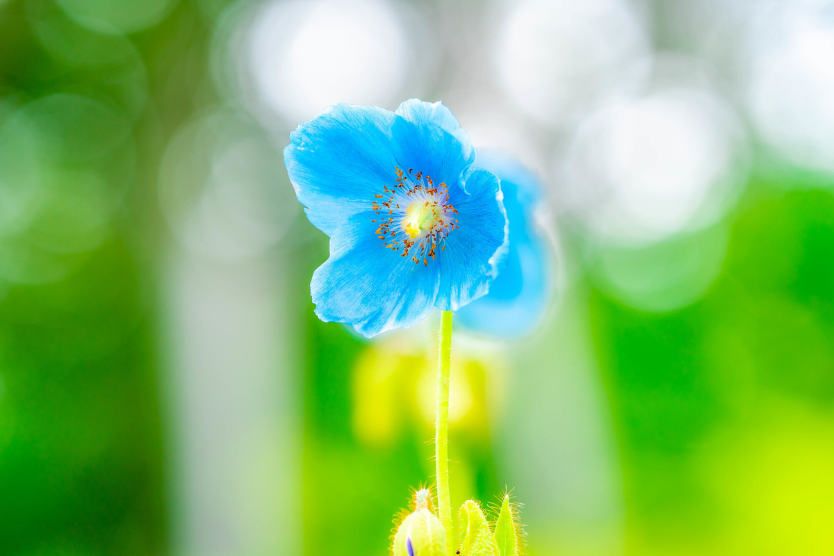 白馬五竜高山植物園