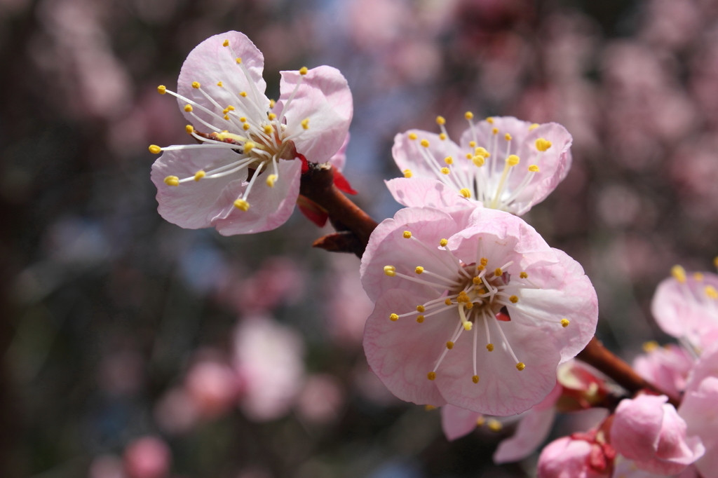 奈良時代から愛されている梅の花を楽しもう！1068299