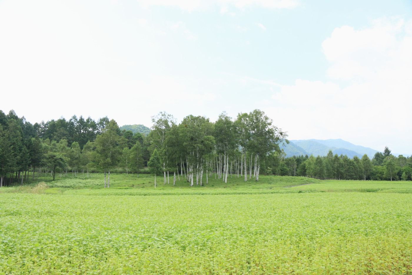 開田高原木曽馬の里