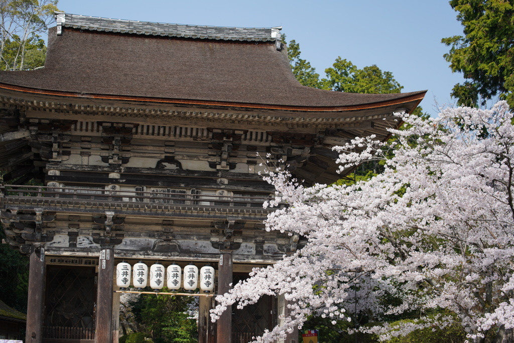 「三井寺」で、四季の花々を眺めよう3701279