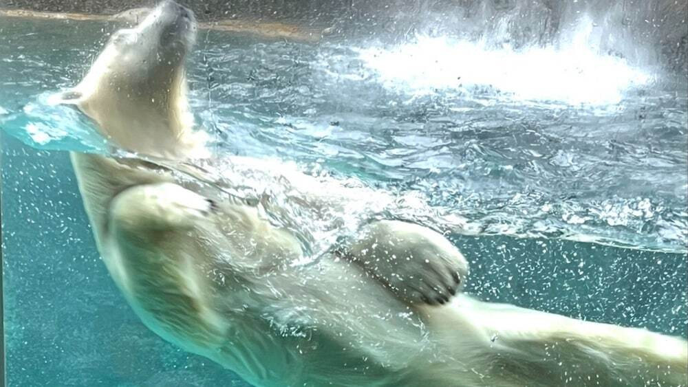 子供向けアクティビティ