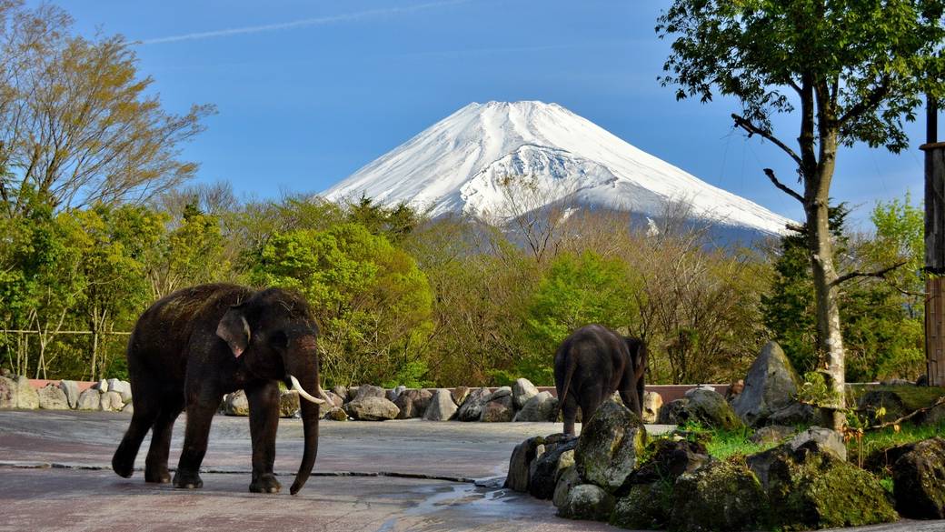 富士サファリパークで
動物たちと大接近！ / 1