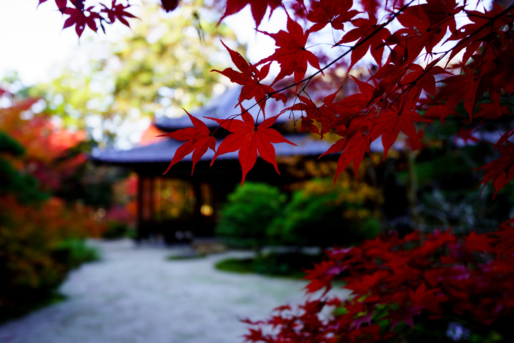 京都で風情と季節の味覚を味わおう！1359403