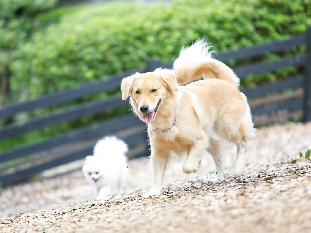 バリ島気分を愛犬と味わえるラグジュアリーホテル3927922