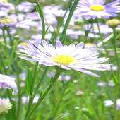 鳴子温泉 ホテル亀屋（宮城県 旅館） / 3