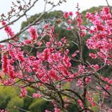 熱海梅園（アタミバイエン）