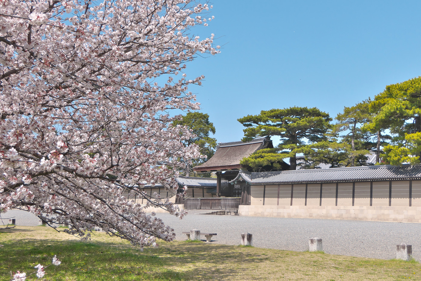 満開の桜と京都御所正面の建礼門
