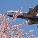 【2018年】成田空港はすぐそこ！【さくらの山公園】で迫力の飛行機と桜を見よう！