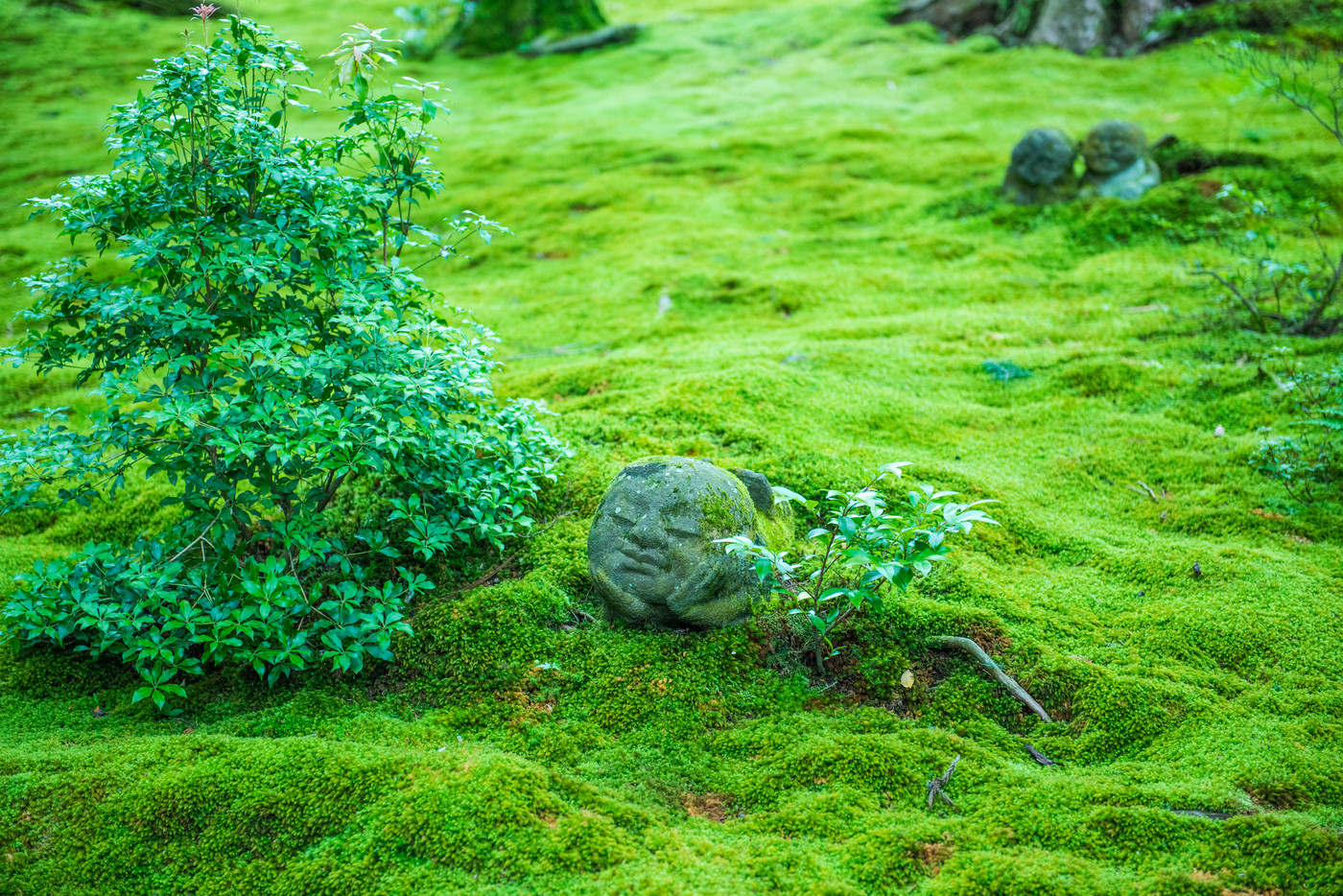 梅雨時の三千院　わらべ地蔵