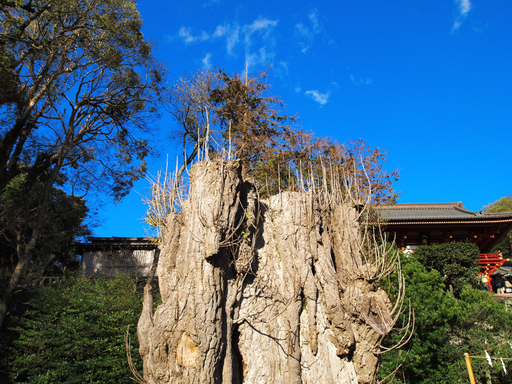 鎌倉を代表するパワースポット「鶴岡八幡宮」1871155
