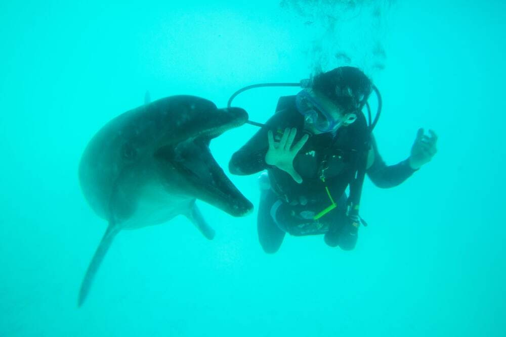 憧れのイルカとの遊泳が叶う「ドルフィンプログラム」4269925