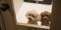 神戸のペットと泊まれるホテル7選｜愛犬愛猫と旅しよう♪