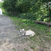 ファームイン どこか農場（北海道 コテージ・ロッジ・一棟貸） / 2