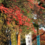 紅葉と松茸を贅沢に堪能♡栃木「唐沢山」へ日帰り旅行！