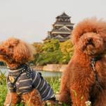 【広島】愛犬やペットと一緒に楽しい旅を♡おすすめホテル7選