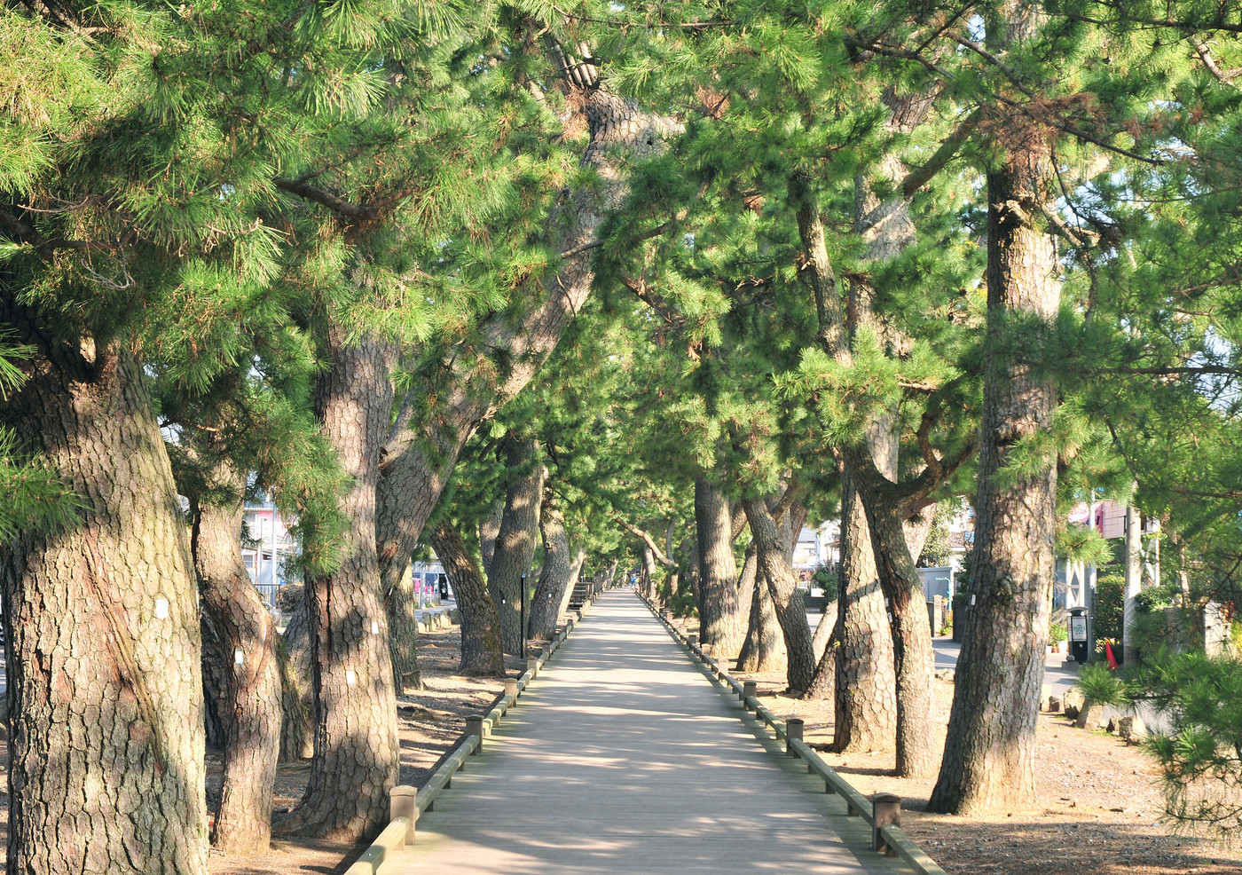 三保の松原神の道-18470