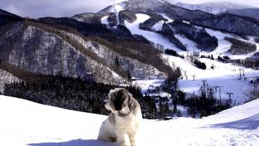 マウンテン ビュー / 20