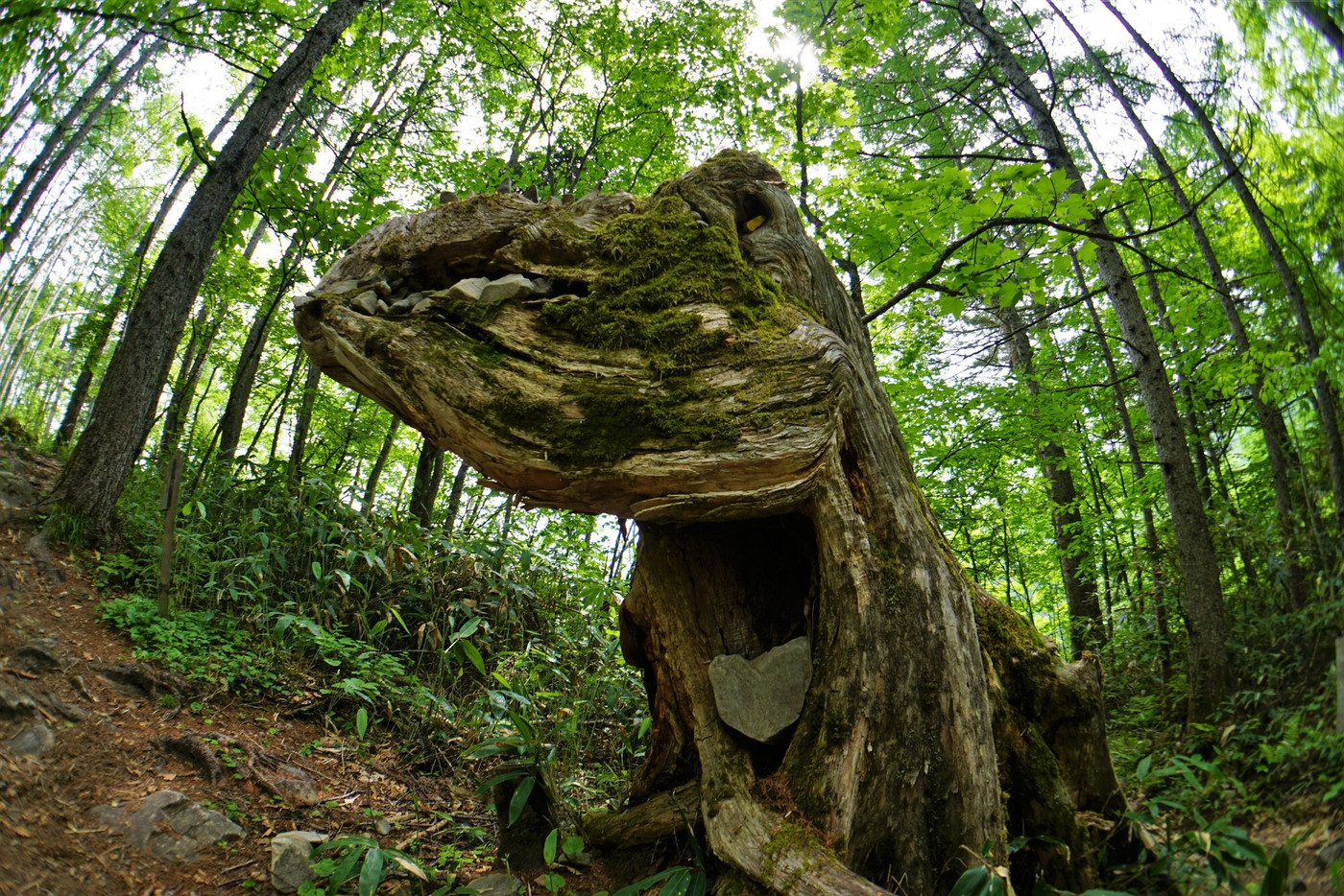 このコースを歩いてみよう！三股登山口→まめうち平→蝶ヶ岳4235654