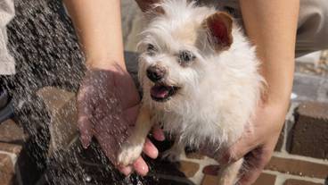 ペット用設備・サービス / 4