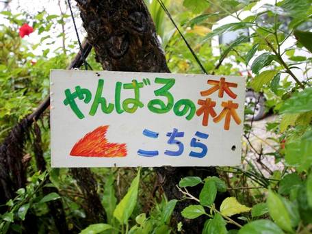 やんばるの森 / 3