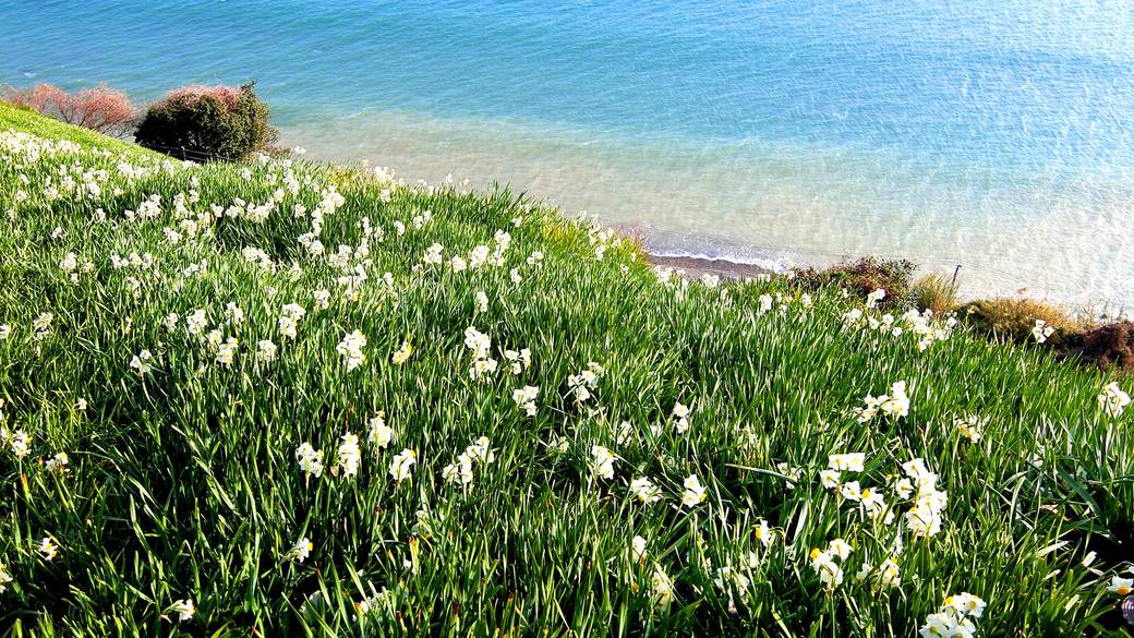 灘黒岩水仙郷 / 3