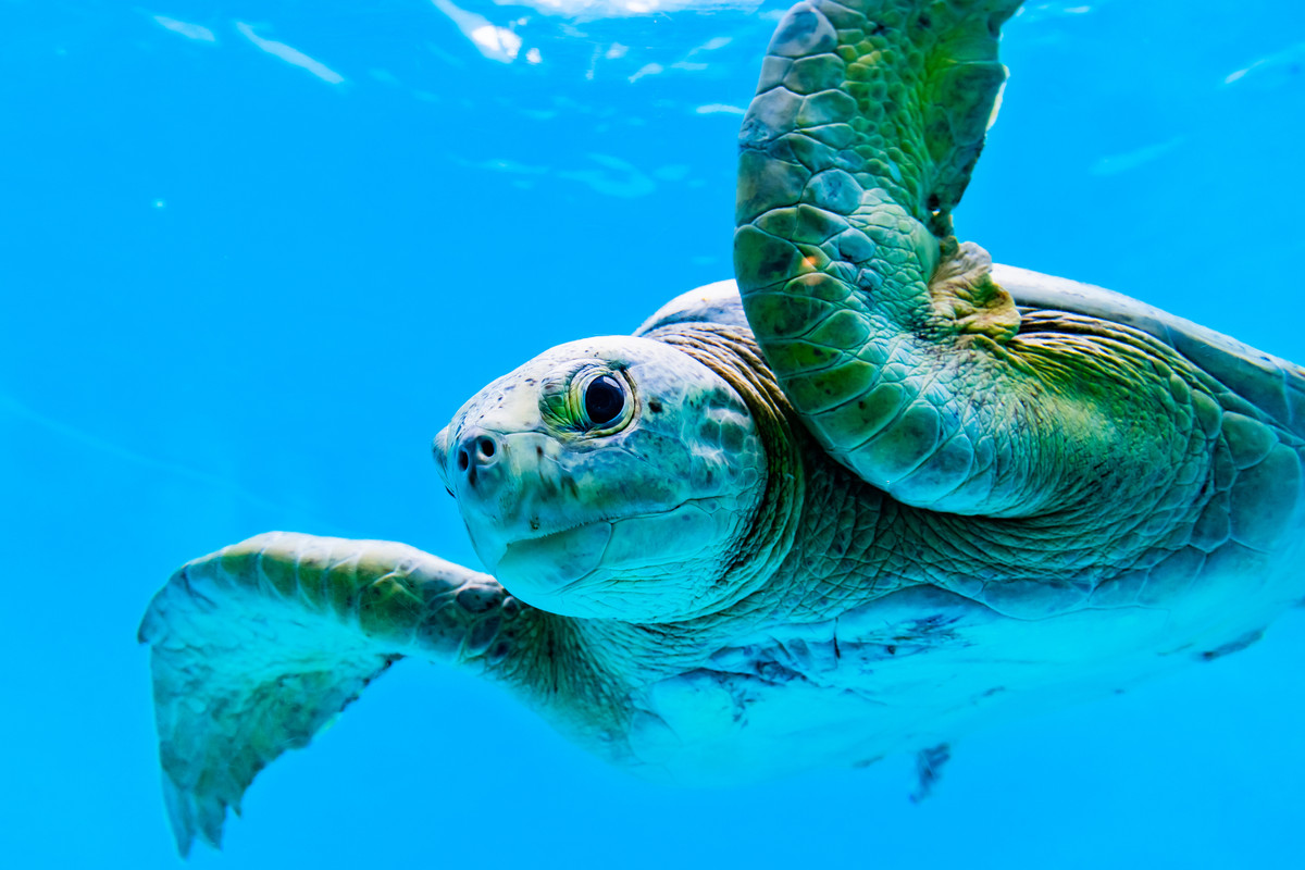 沖縄美ら海水族館 ウミガメ