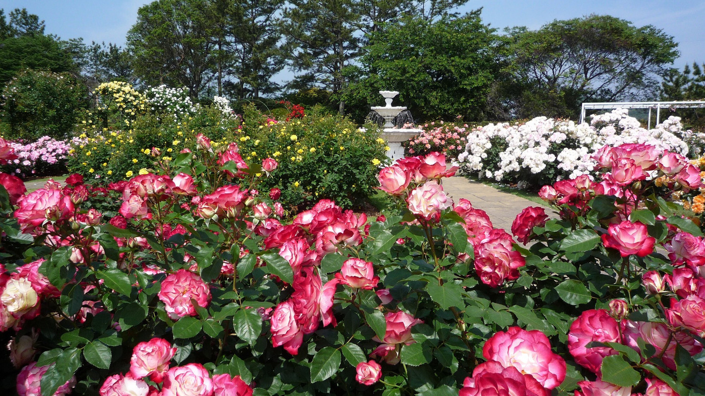 ● Hamamatsu Flower Park