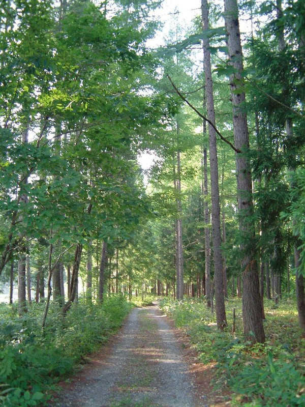 バーベキュー / ピクニック エリア