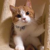 プチホテル アニスガーデン(長野県 コテージ・ロッジ・一棟貸) / 3